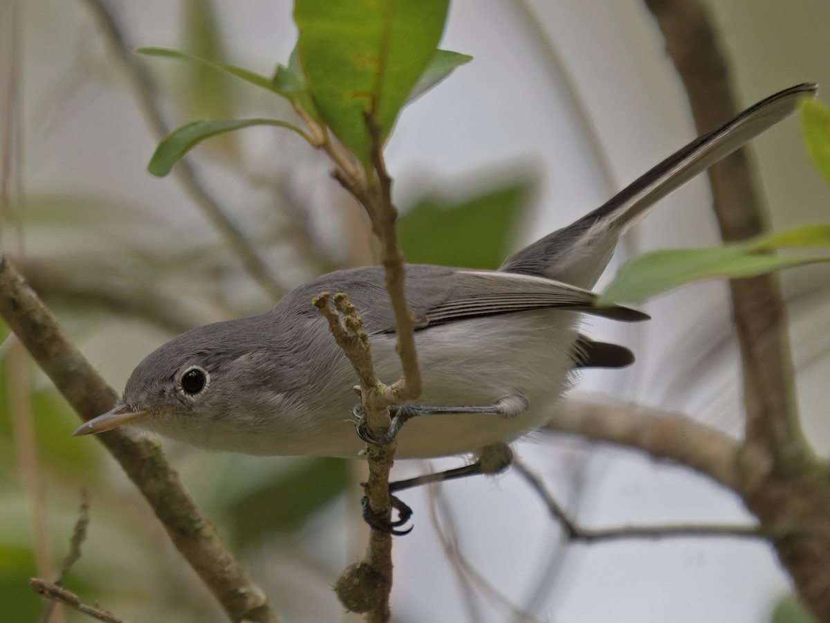 Blue-gray Gnatcatcher - ML641204781
