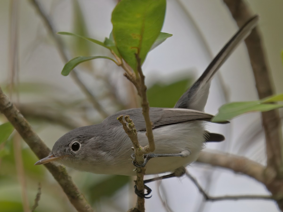 Blue-gray Gnatcatcher - ML641204782