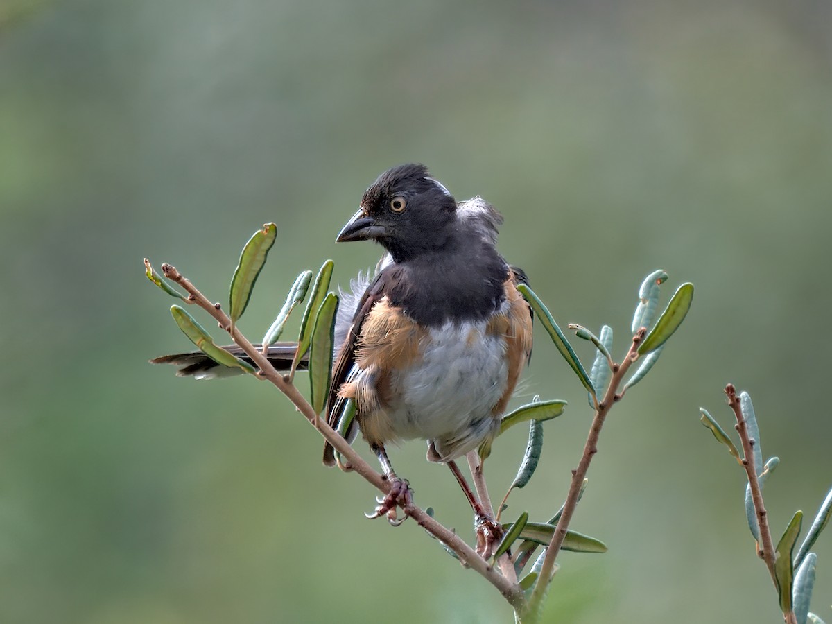 Eastern Towhee - ML641204809