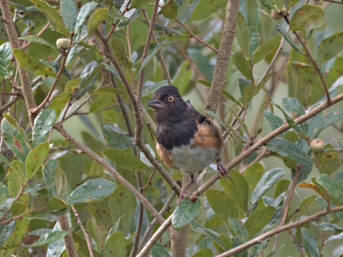 Eastern Towhee - ML641204810