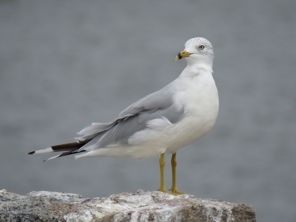Ring-billed Gull - ML641204821