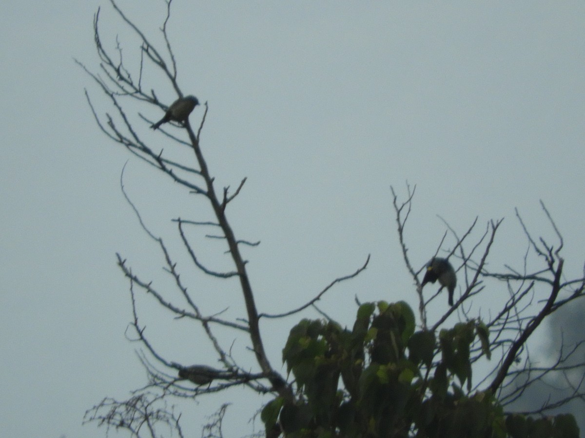 Yellow-winged Tanager - ML641204832
