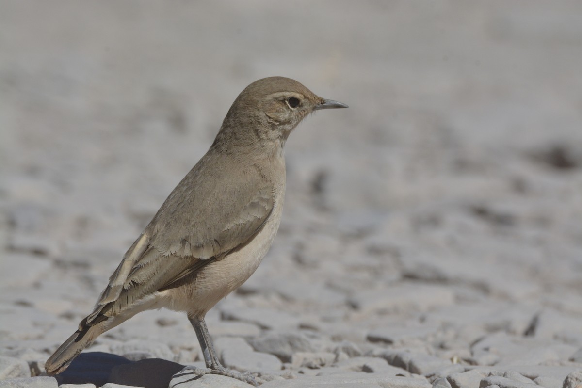 Rufous-banded Miner - ML641204848