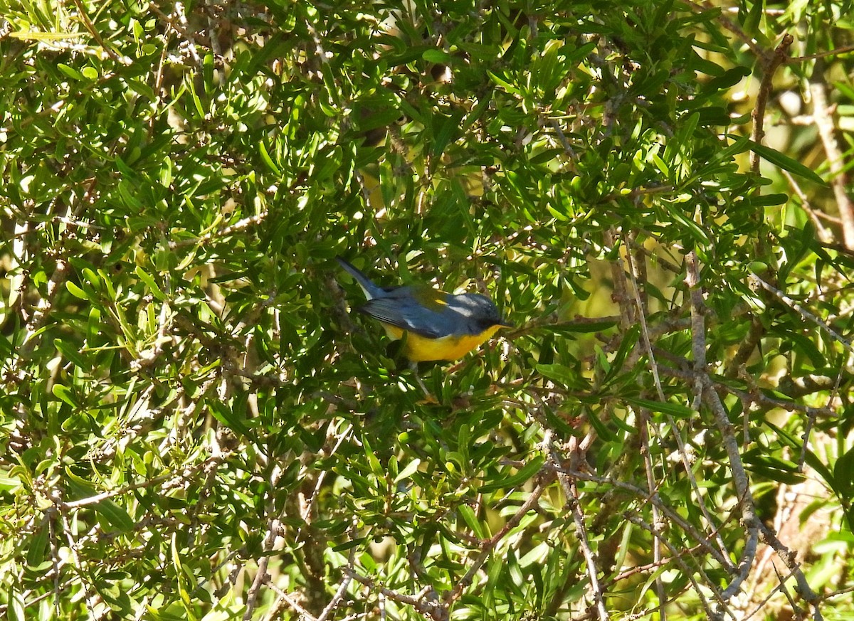 Elfenwaldsänger - ML641204853