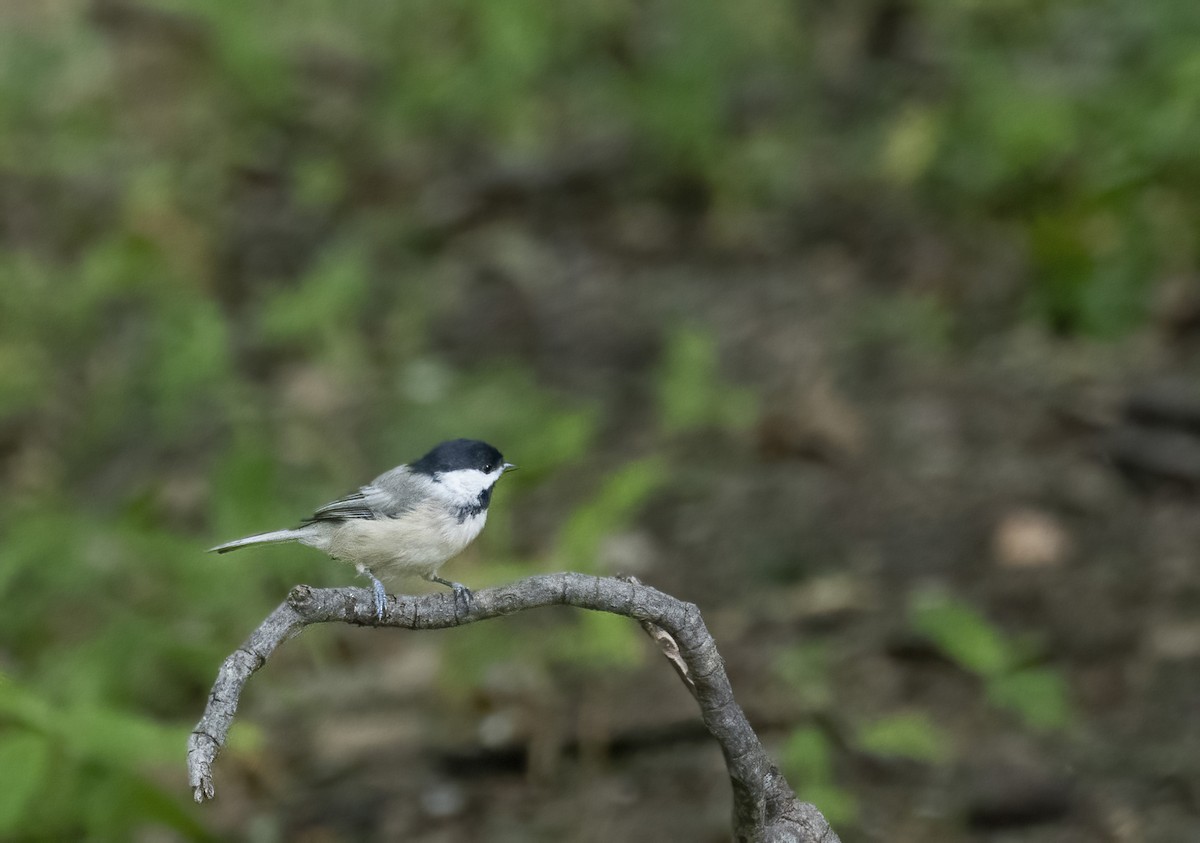 Carolina Chickadee - ML641204856