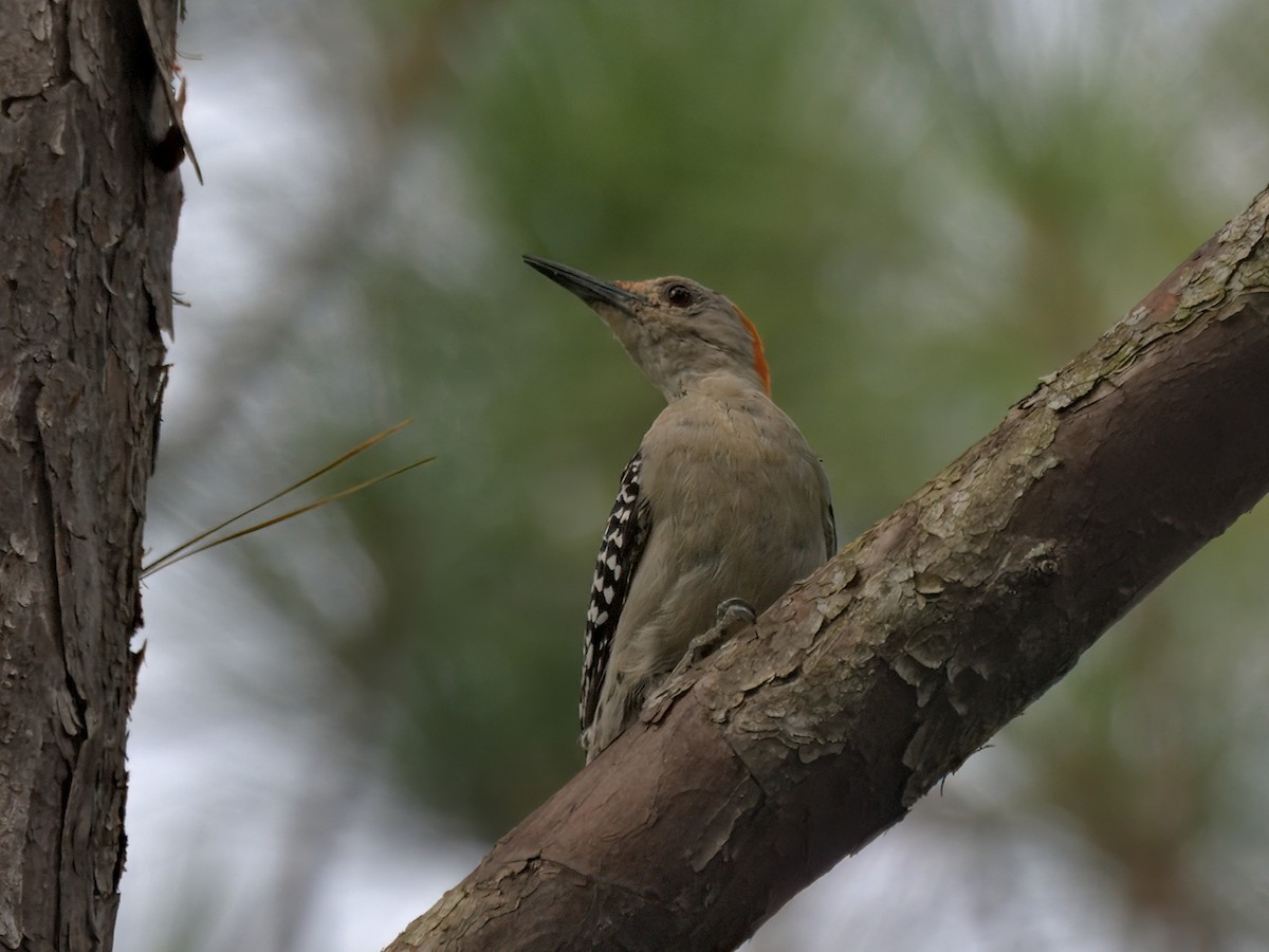 Red-bellied Woodpecker - ML641204874