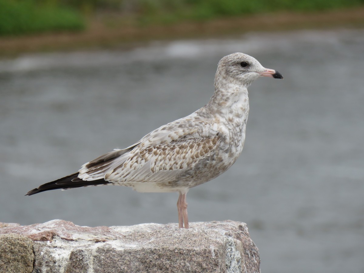 Ring-billed Gull - ML641204885