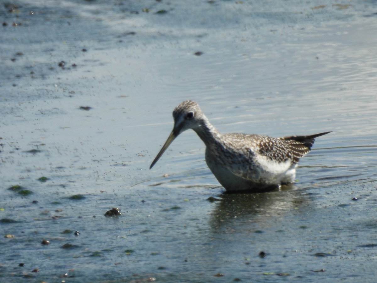 Greater Yellowlegs - ML641204895
