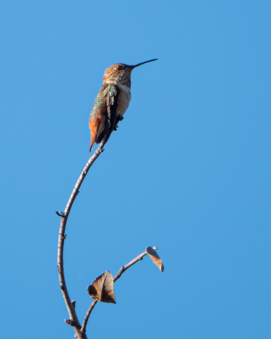 Allen's Hummingbird - ML641204896