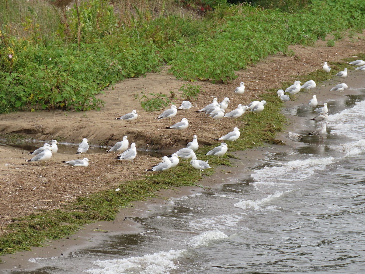 Ring-billed Gull - ML641204907