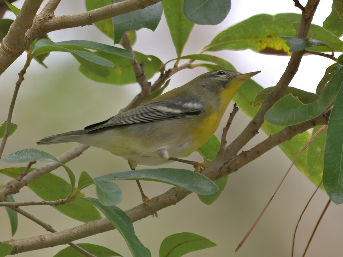 Northern Parula - ML641204917