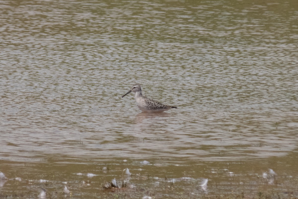 アシナガシギ - ML641204918