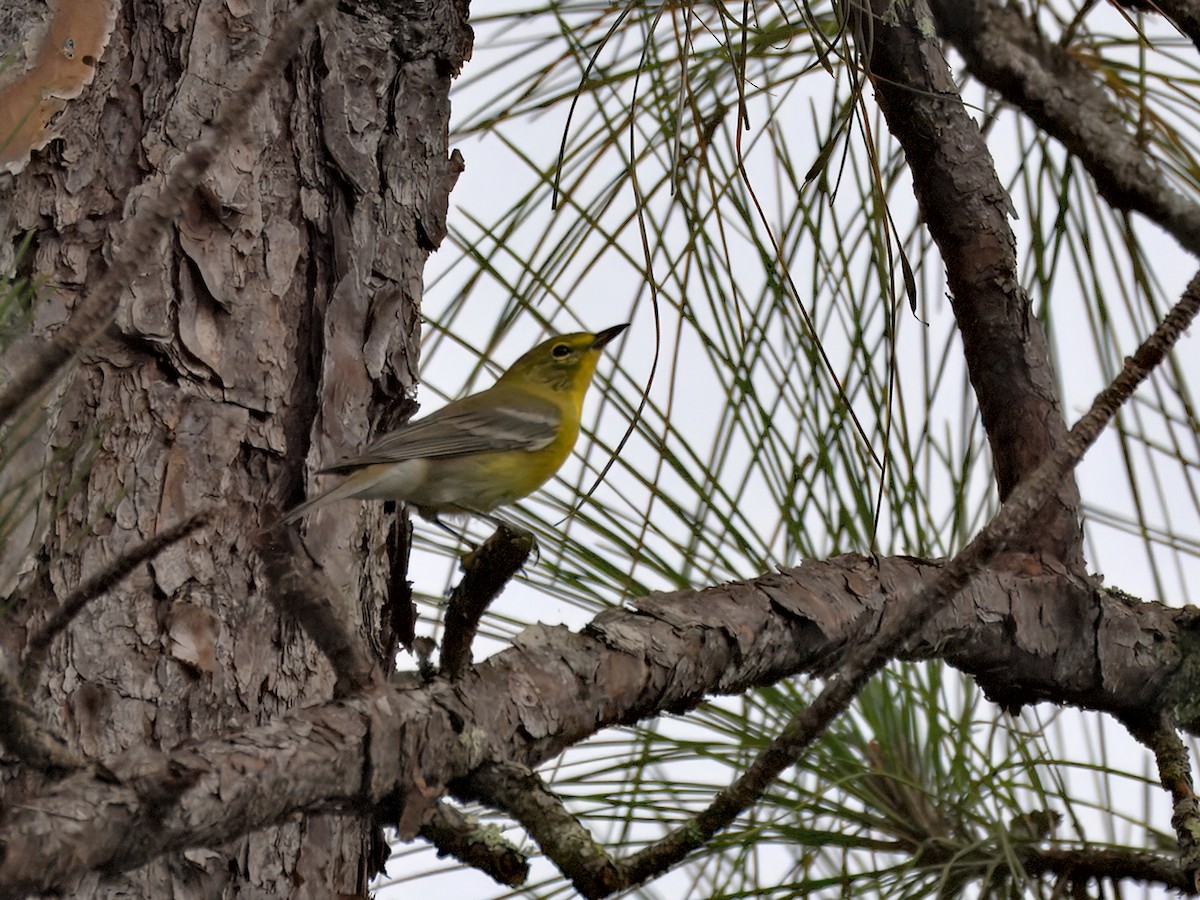 Pine Warbler - ML641204932