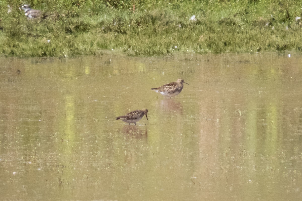 アメリカウズラシギ - ML641204939