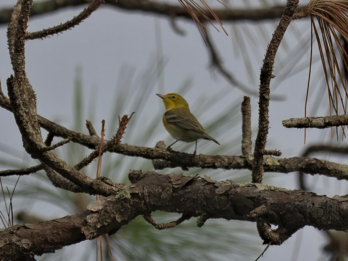 Pine Warbler - ML641204940