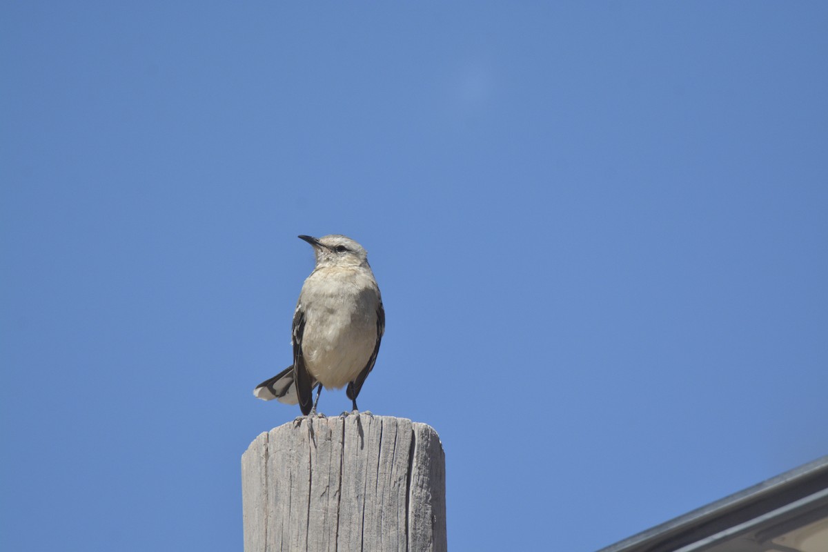 Patagonian Mockingbird - ML641204945