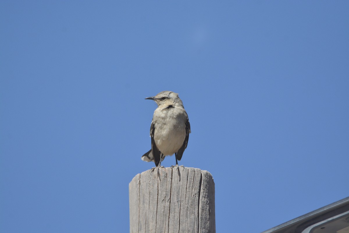 Patagonian Mockingbird - ML641204946