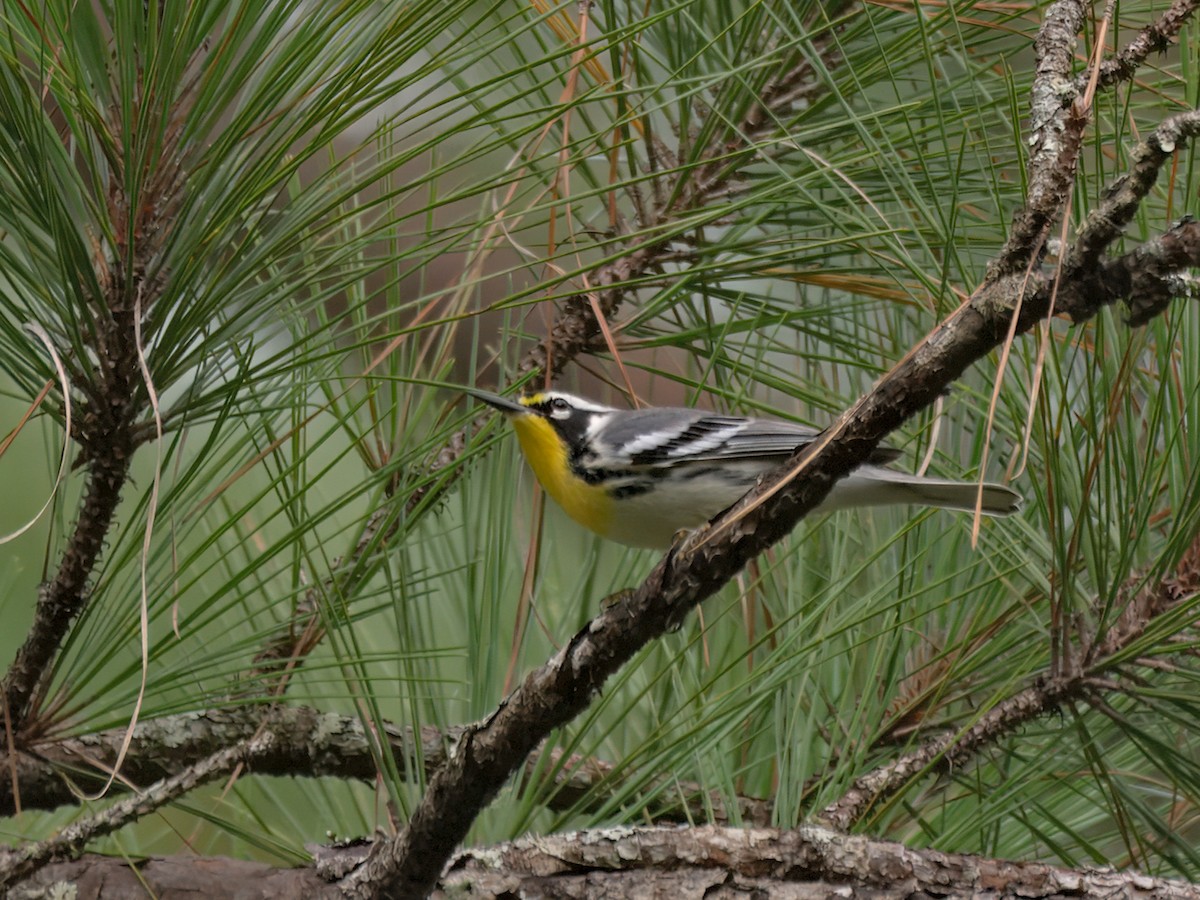 Yellow-throated Warbler - ML641204948