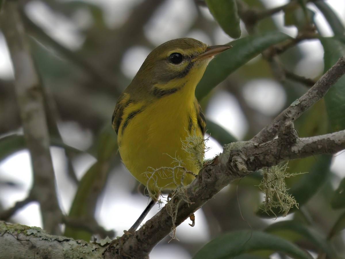 Prairie Warbler - ML641204974
