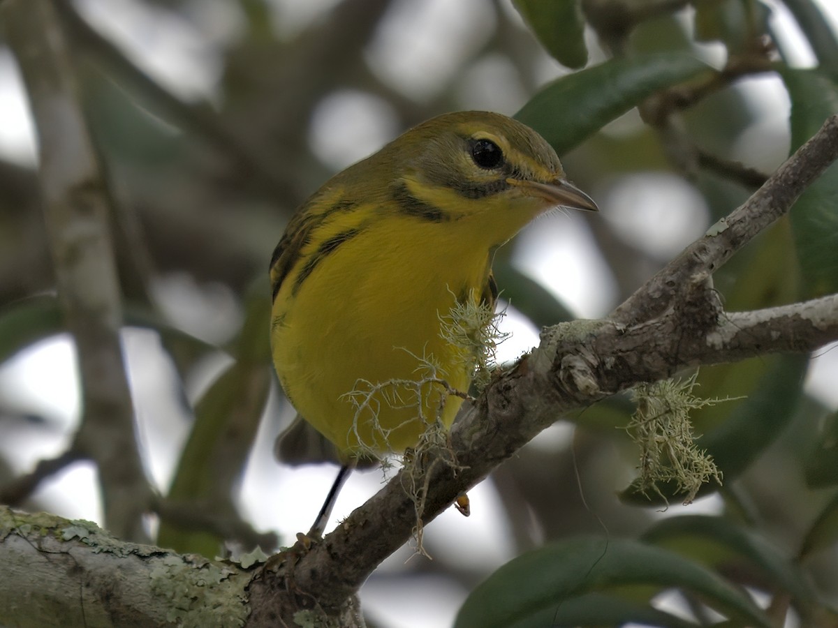 Prairie Warbler - ML641204975