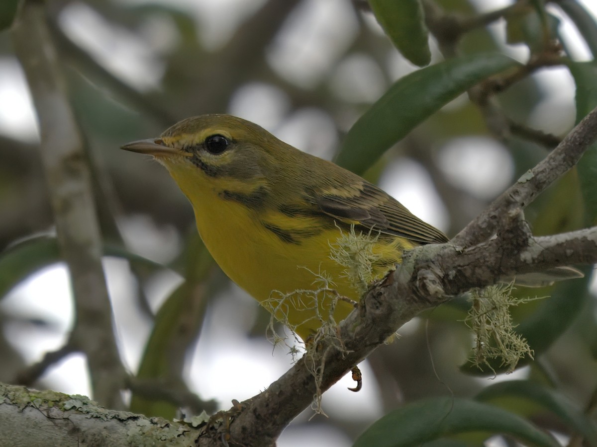 Prairie Warbler - ML641204976