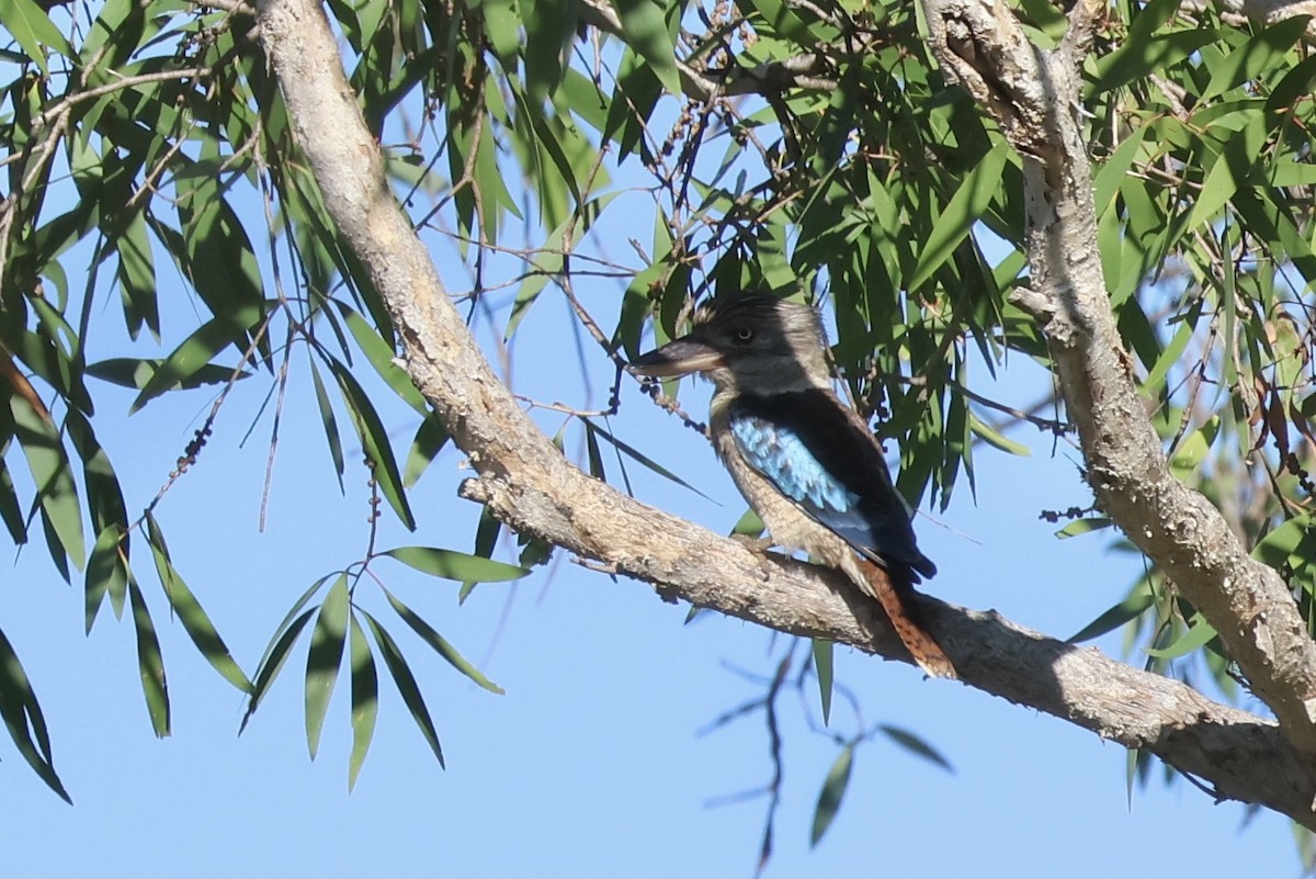 Blue-winged Kookaburra - ML641205029