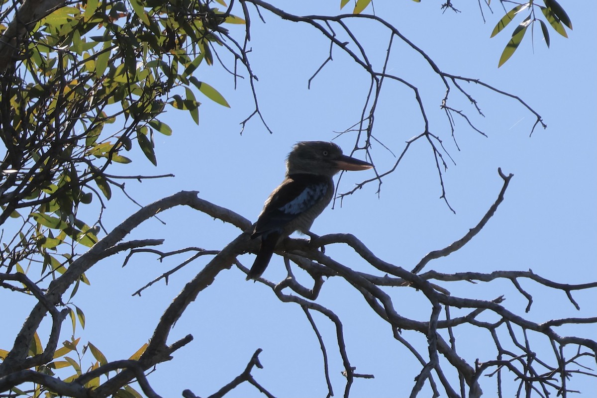 Blue-winged Kookaburra - ML641205030