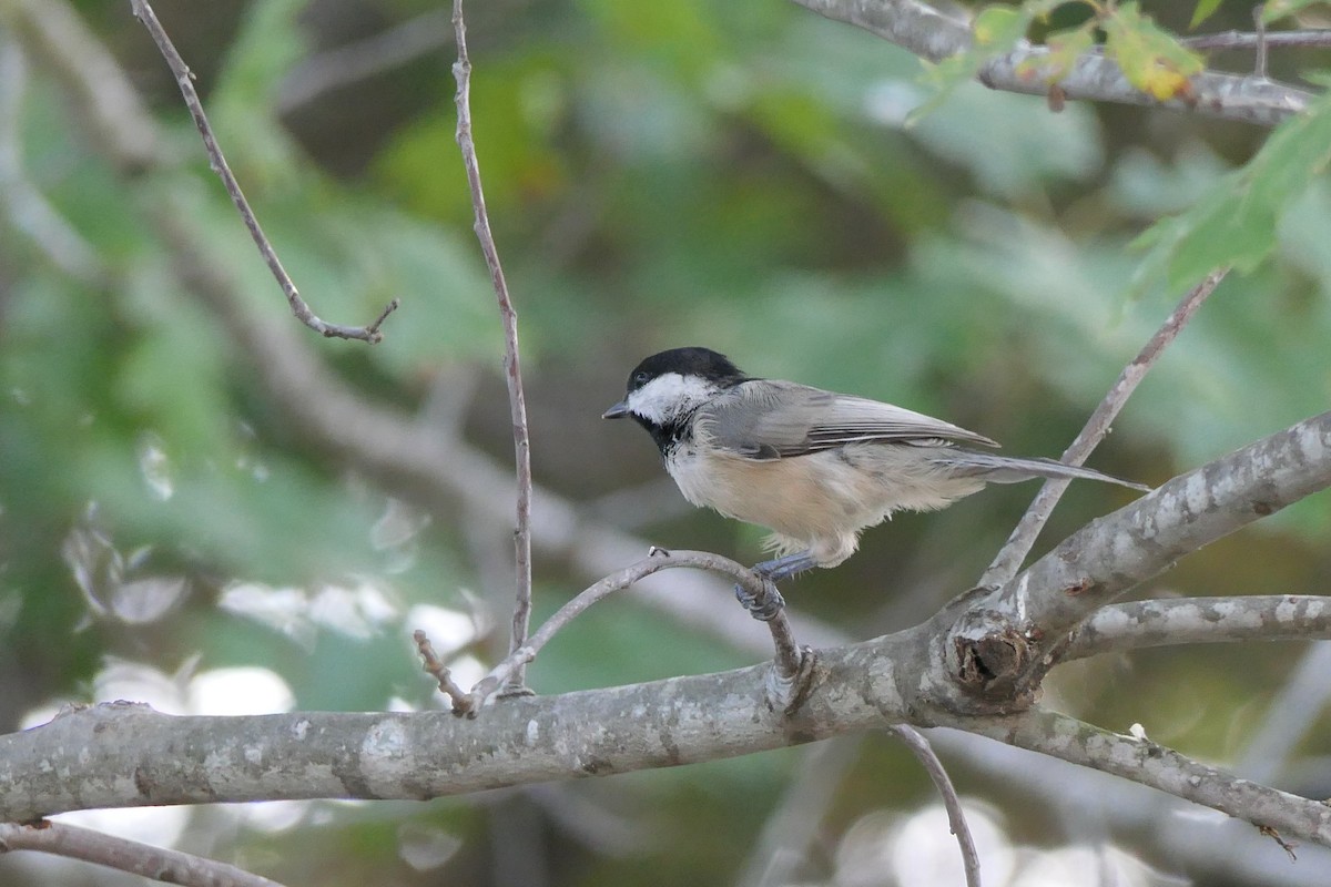Carolina Chickadee - ML641205060