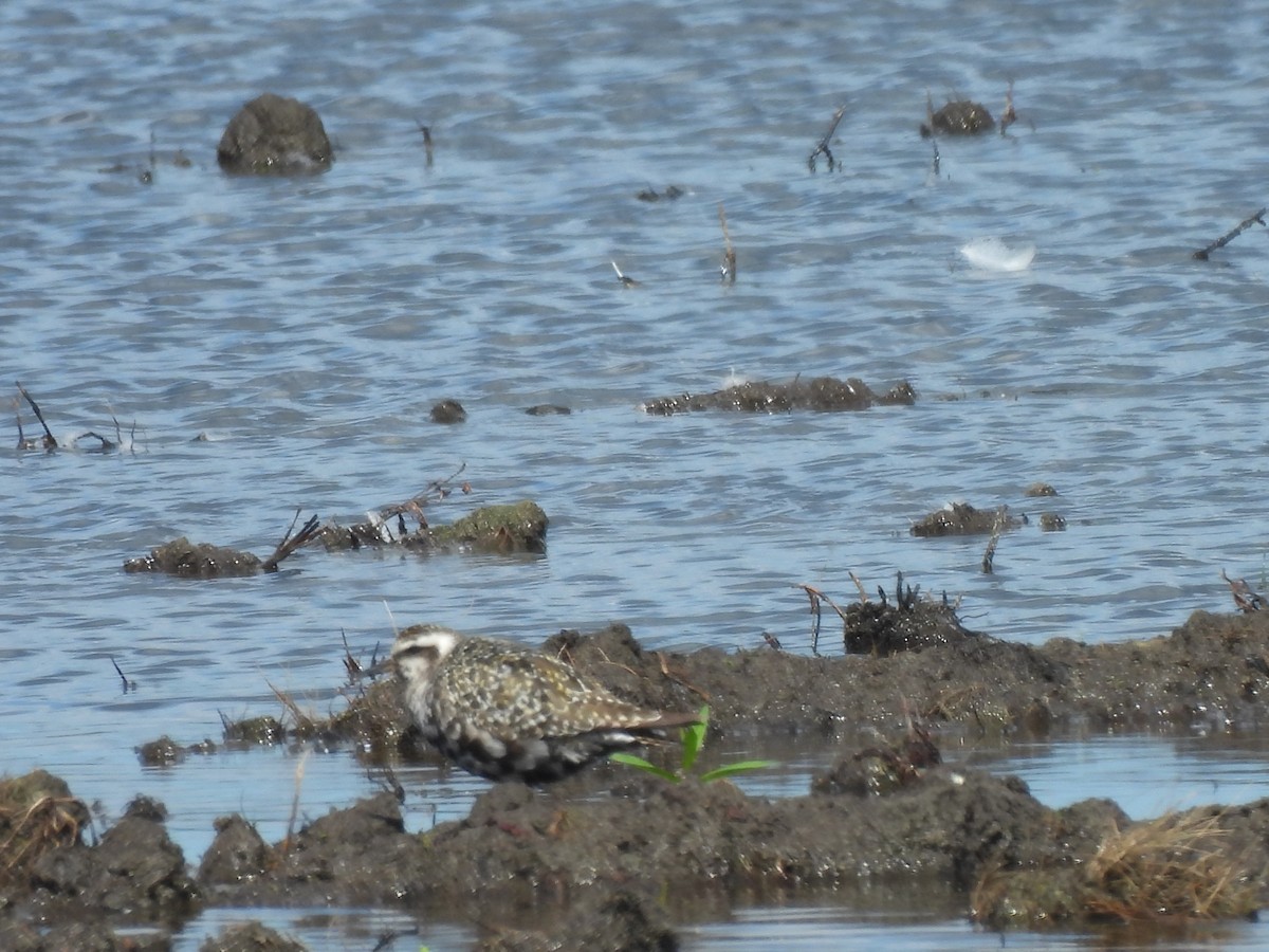 American Golden-Plover - ML641205077