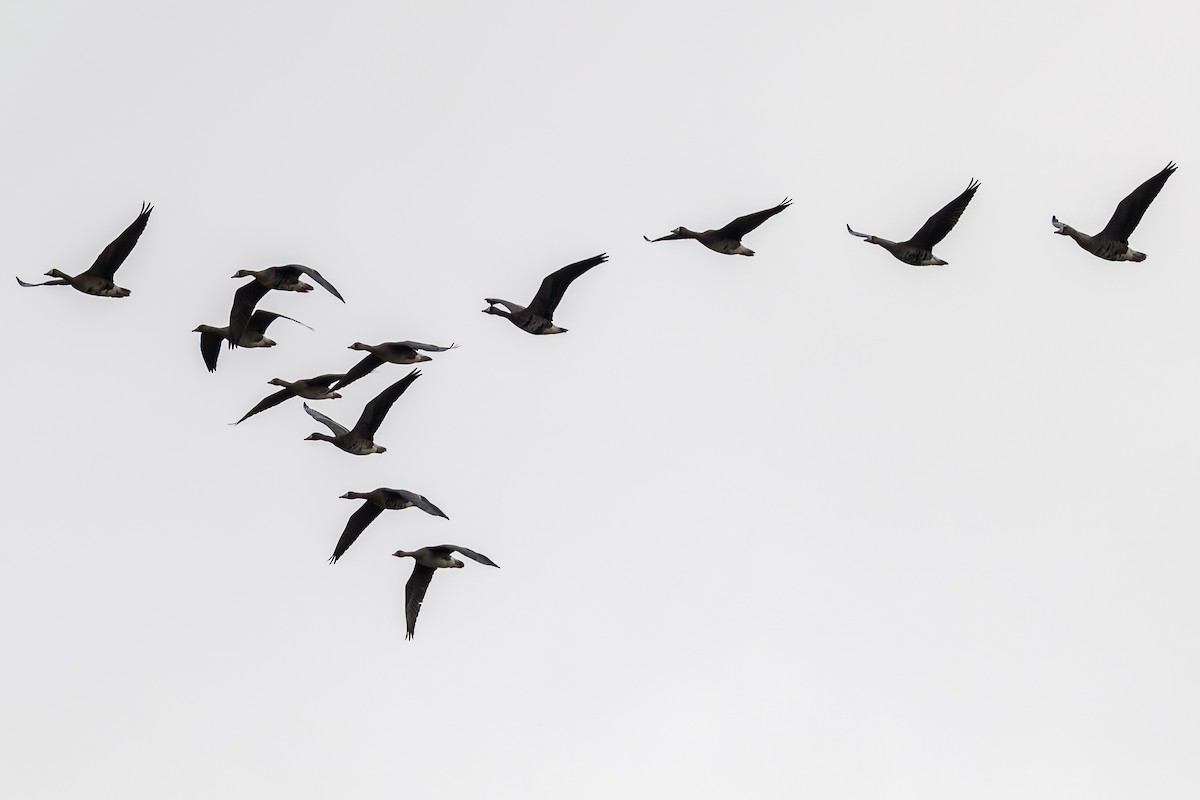 Greater White-fronted Goose - ML641205146