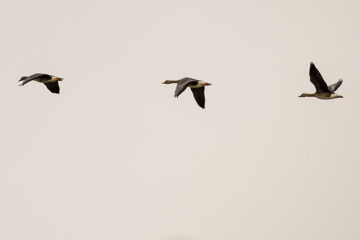 Greater White-fronted Goose - ML641205147