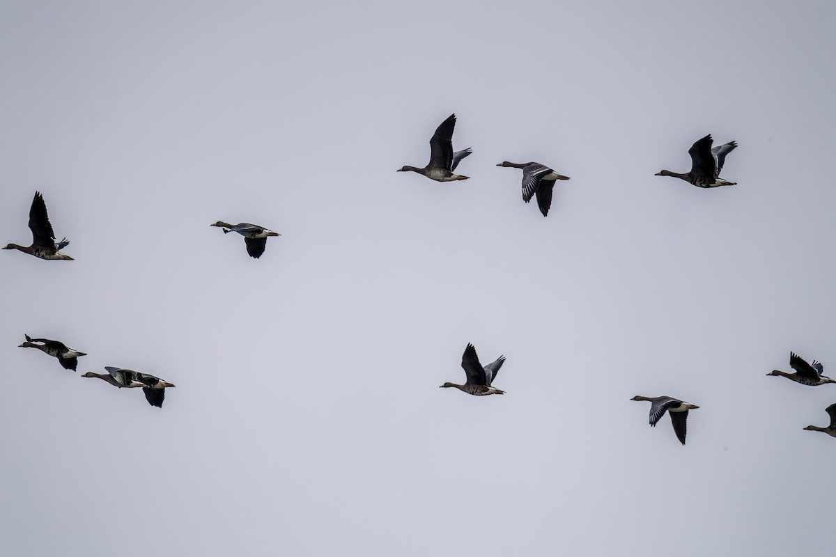 Greater White-fronted Goose - ML641205148