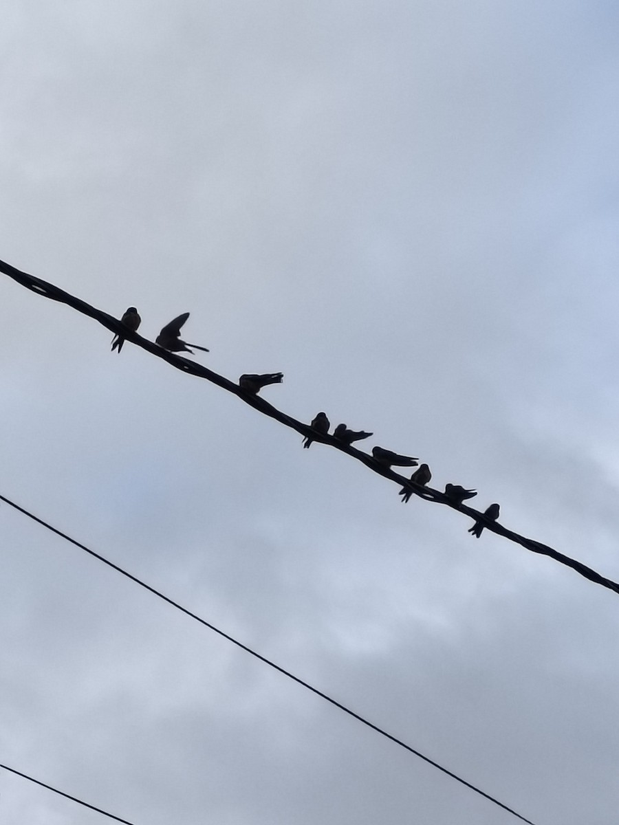 Brown-bellied Swallow - ML641205150