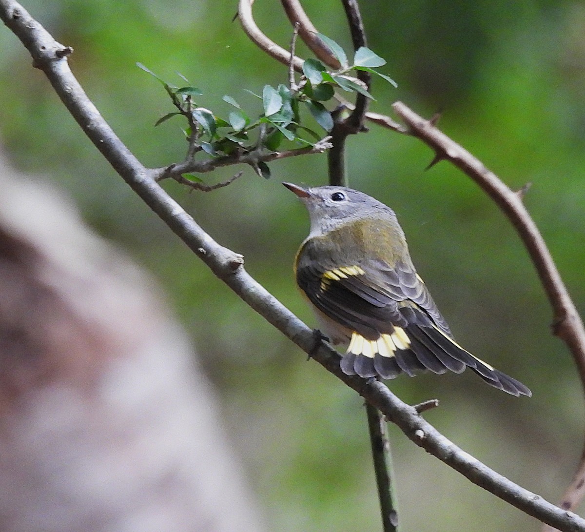 American Redstart - ML641205158