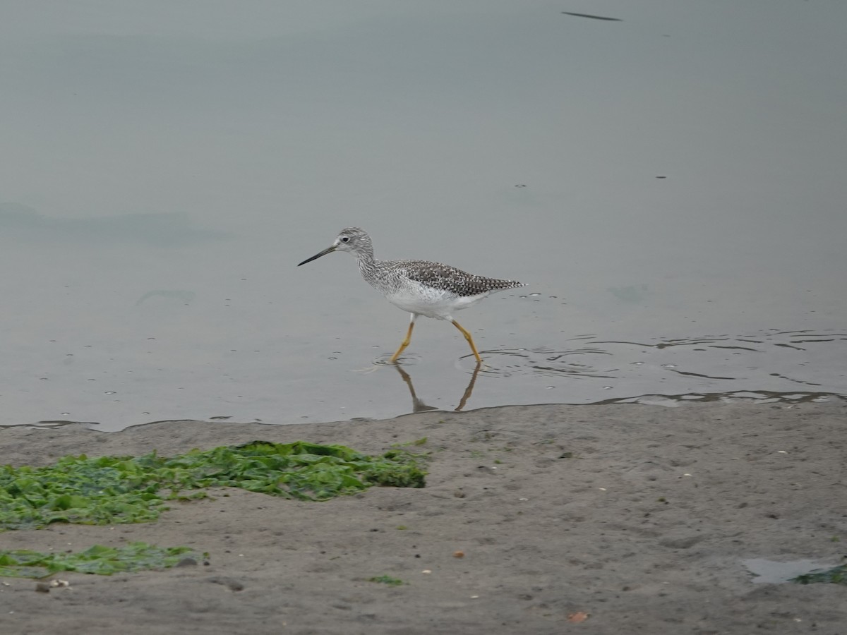 Greater Yellowlegs - ML641205159