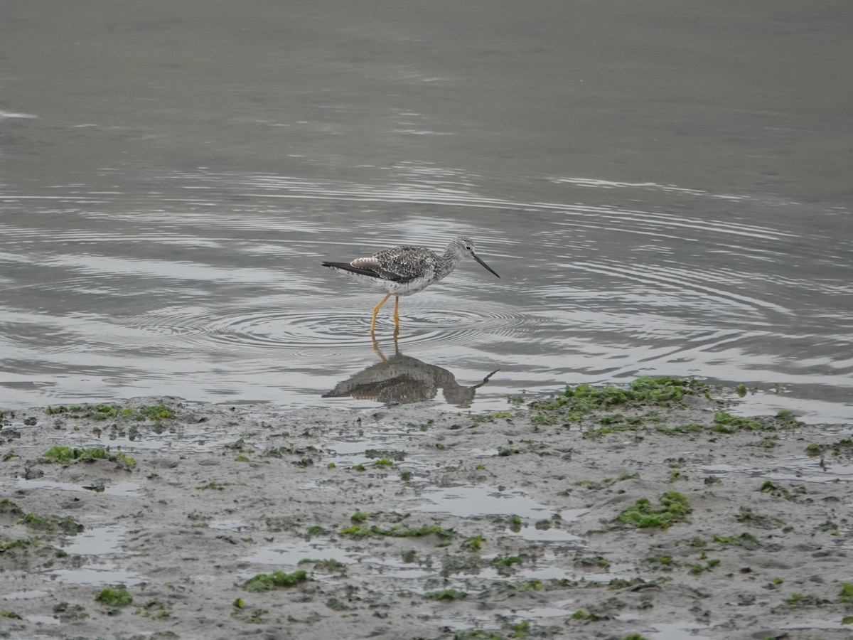 Greater Yellowlegs - ML641205160