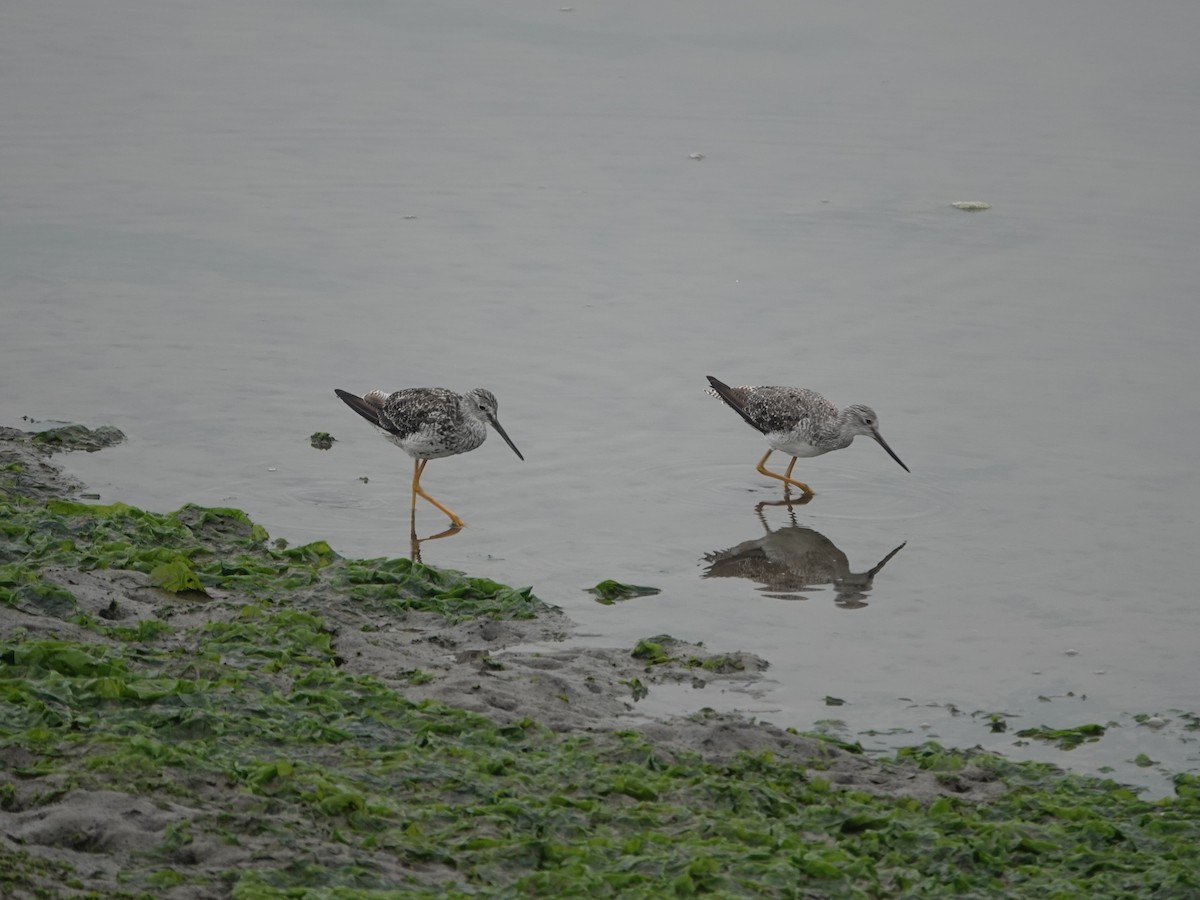 Greater Yellowlegs - ML641205161