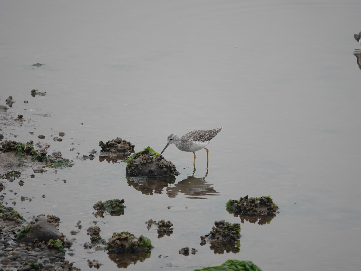 Greater Yellowlegs - ML641205162