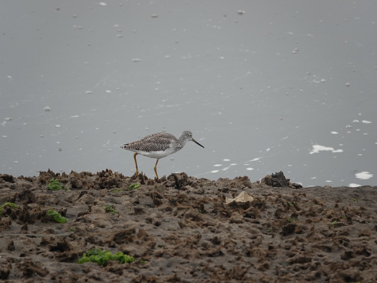 Greater Yellowlegs - ML641205163