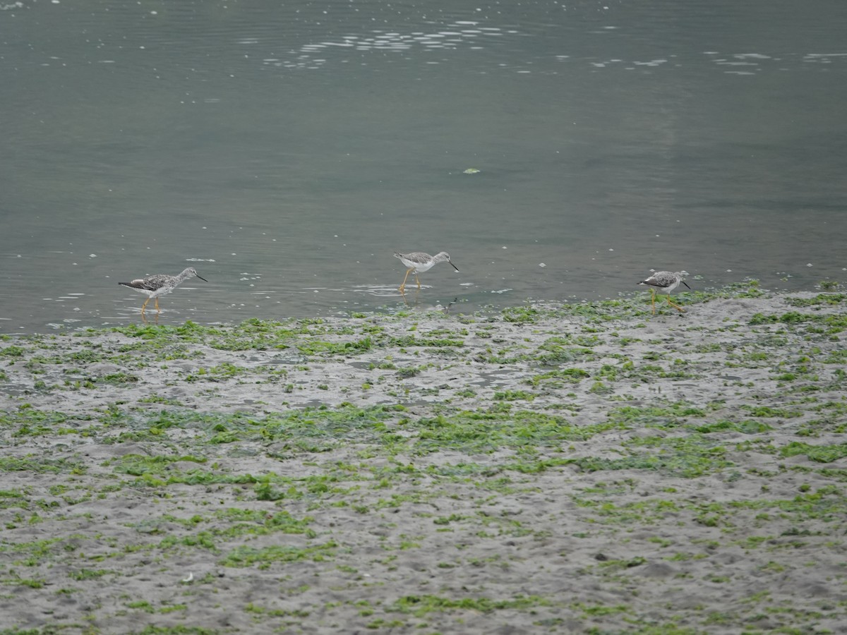 Greater Yellowlegs - ML641205164
