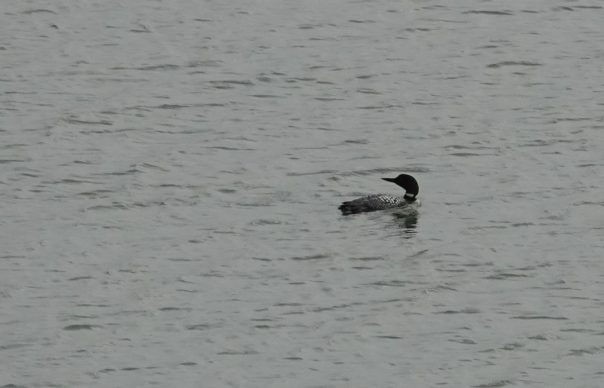 Common Loon - ML641205165