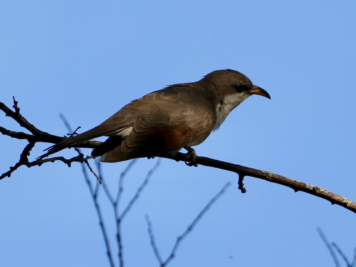 Yellow-billed Cuckoo - ML641205167