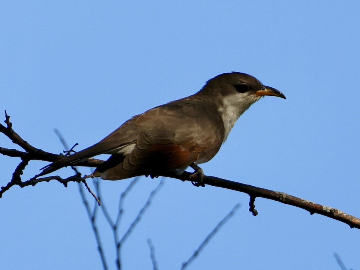 Yellow-billed Cuckoo - ML641205168