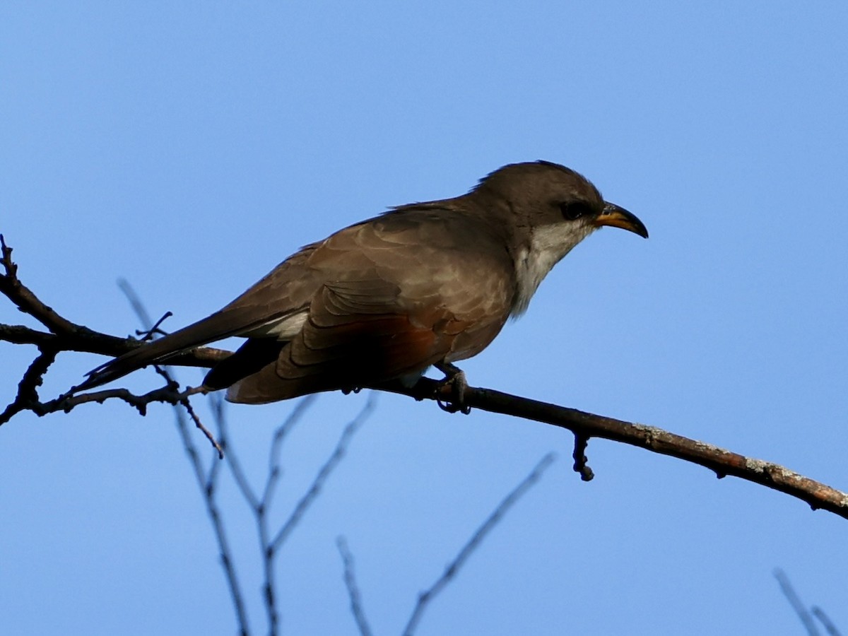 Yellow-billed Cuckoo - ML641205169
