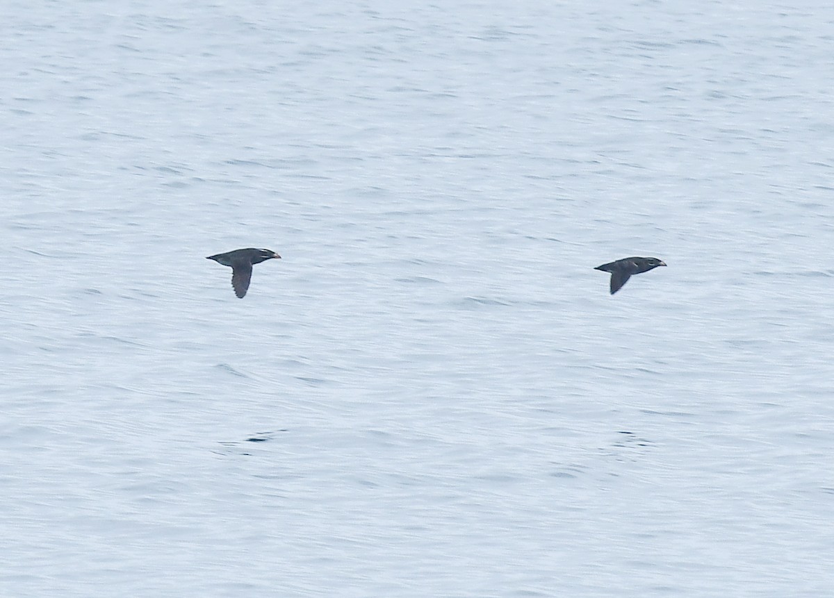 Rhinoceros Auklet - ML641205170