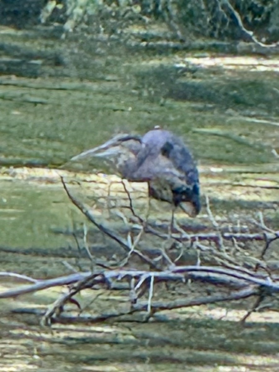 Great Blue Heron (Great Blue) - ML641205171