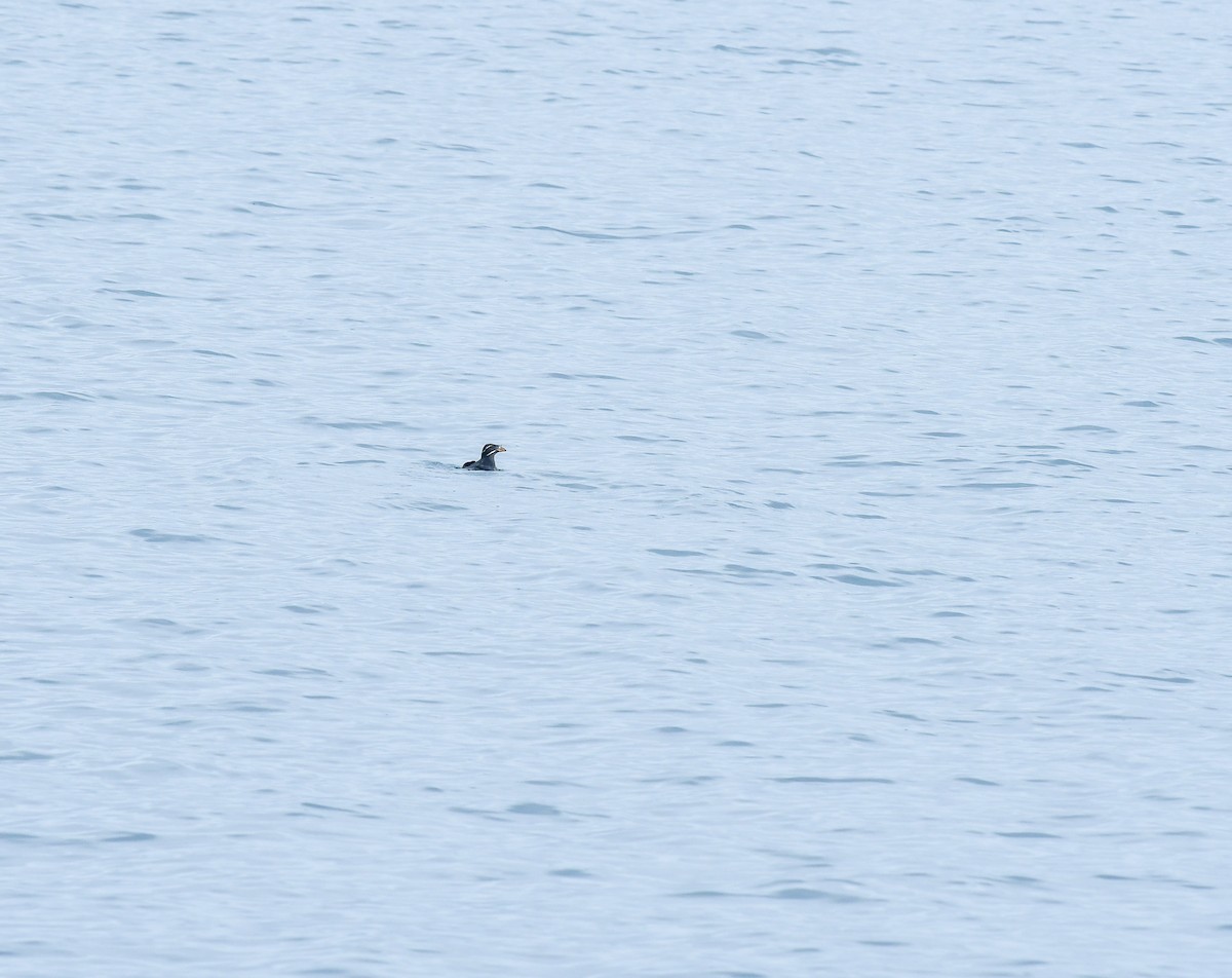 Rhinoceros Auklet - ML641205172