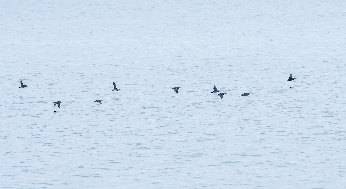 Rhinoceros Auklet - ML641205173