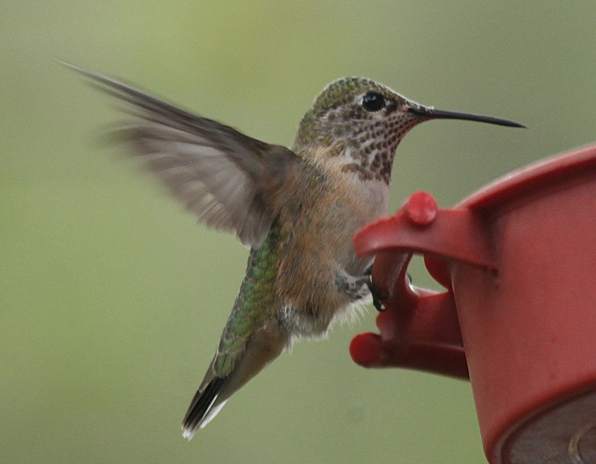 Calliope Hummingbird - ML641205174