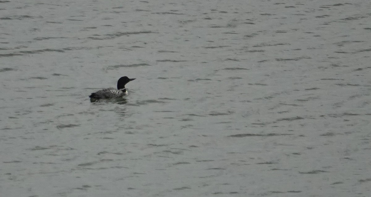 Common Loon - ML641205176